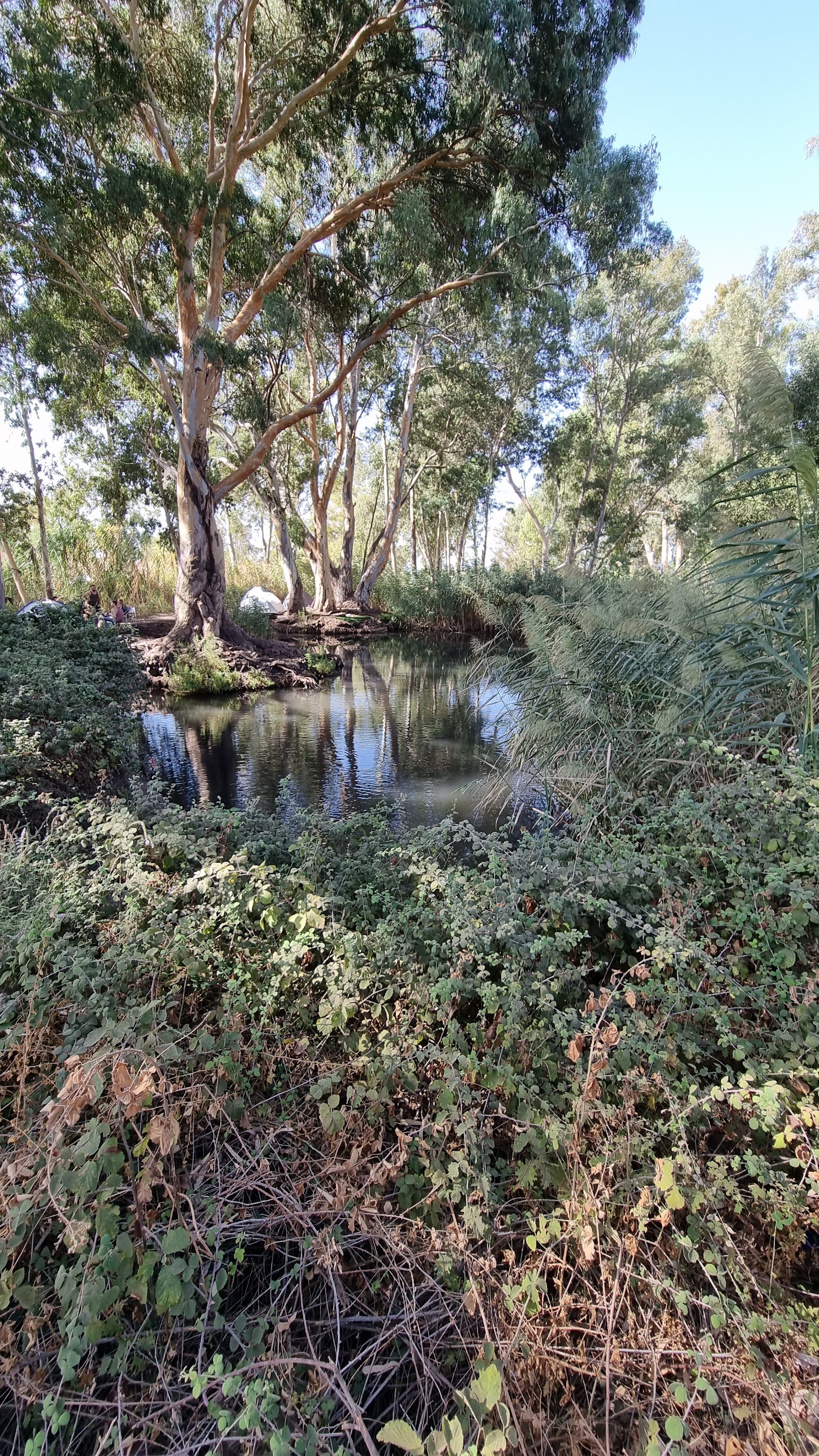 צנובר