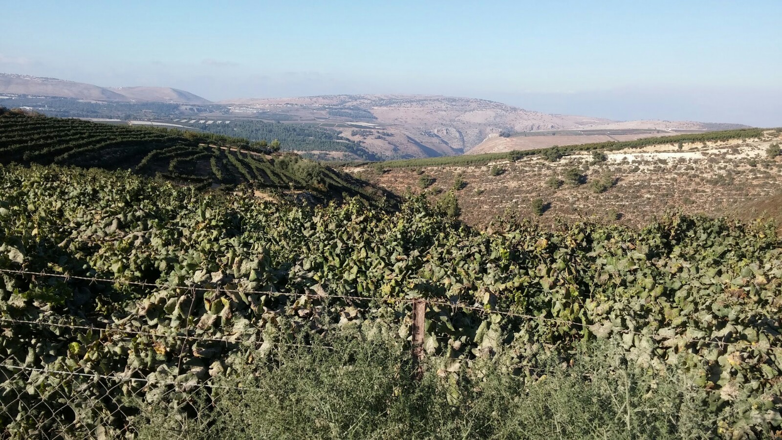 כרם בן זמרה